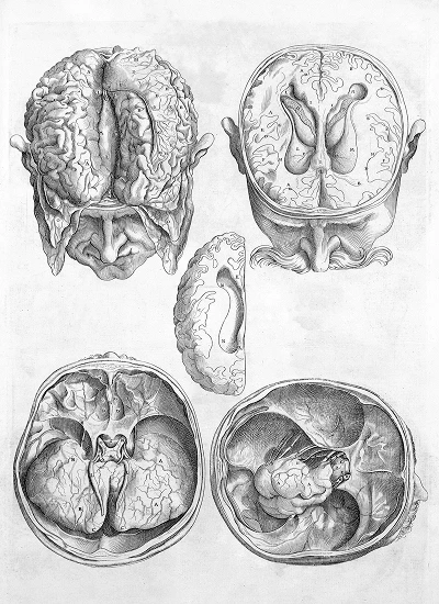 Norteneuropsicologia desktop